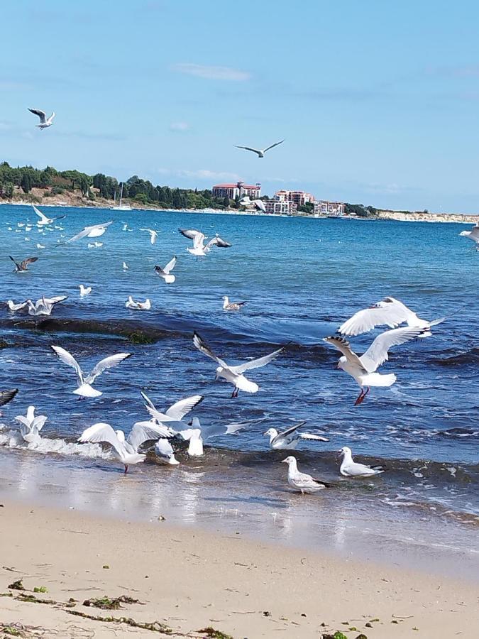 Salvia Apartman Ravda Kültér fotó